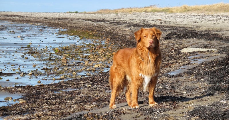 Nova Scotia Duck Tolling Retriever: Der intelligente Lockvogel-Hund im Porträt