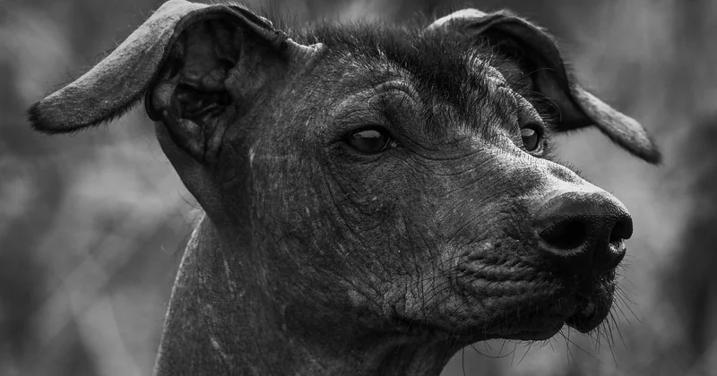 Xoloitzcuintle Wesen und Aussprache