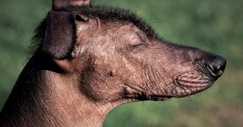 Xoloitzcuintle: Der nackte Hund aus Mexiko im Porträt