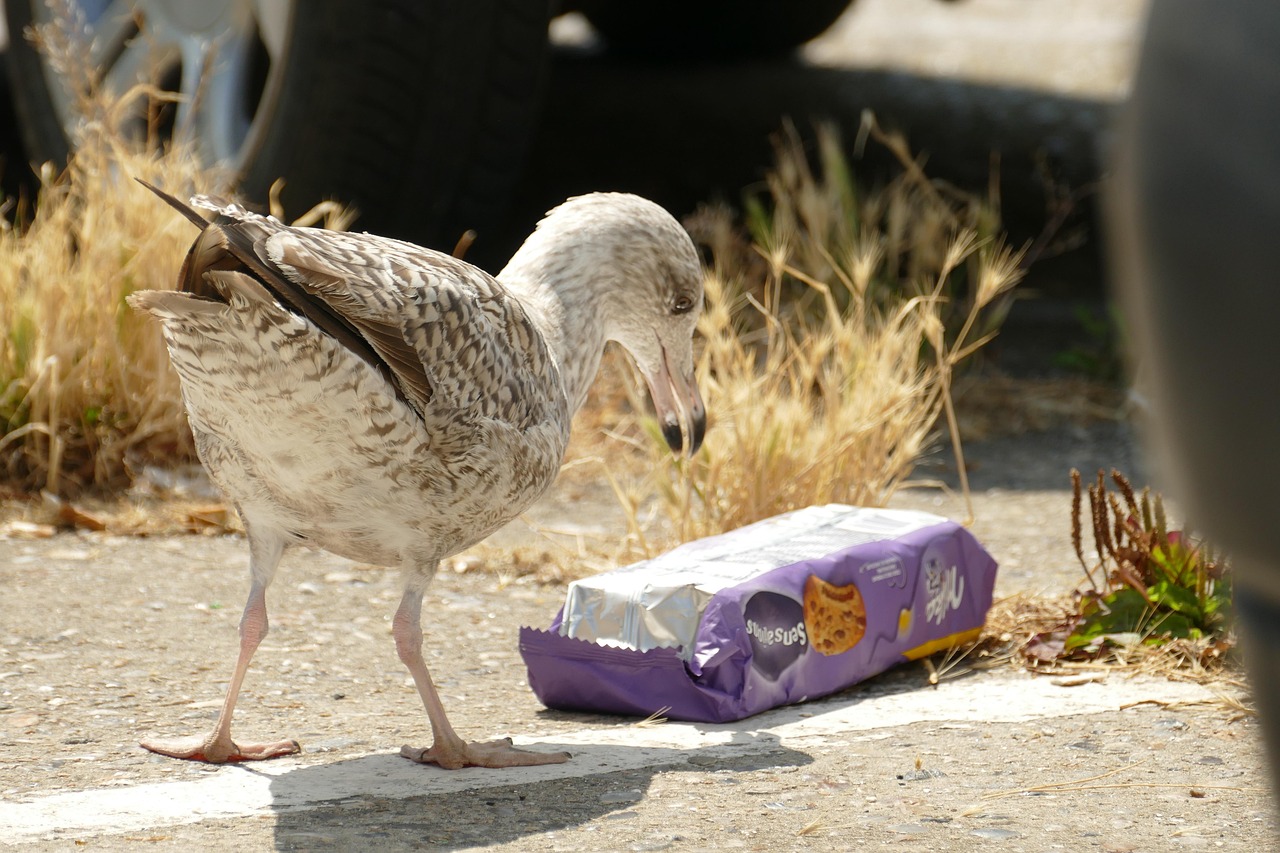 Wie gefährlich ist Mikroplastik in unserem Essen?