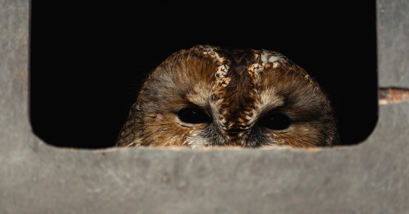 Ruf des Waldkauzes: Warum sein Ruf die Nacht beherrscht