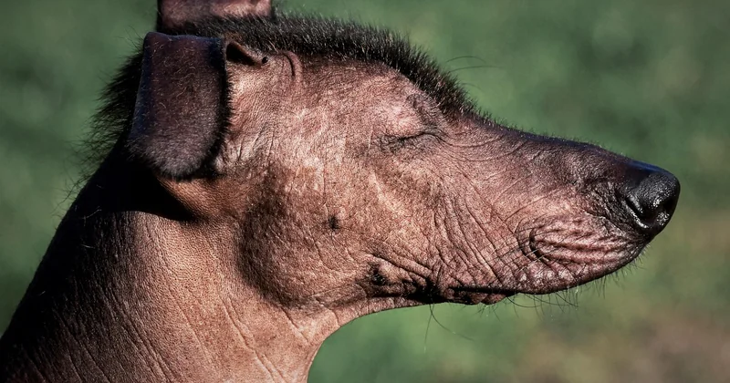 Xoloitzcuintle kaufen: worauf Sie achten sollten
