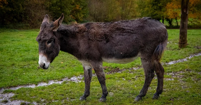 Wie lange halten Gelnägel — je nach Typ, Ort und Situation