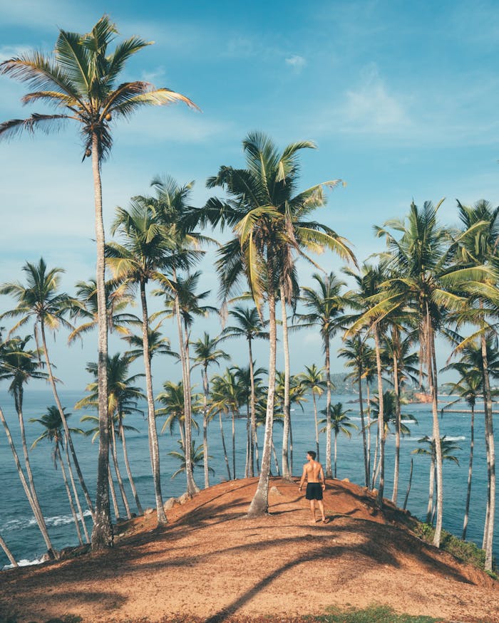 services-01 Man walking amidst coconut palms by the ocean in Mirissa, Sri Lanka, embodying tropical paradise vibes.
