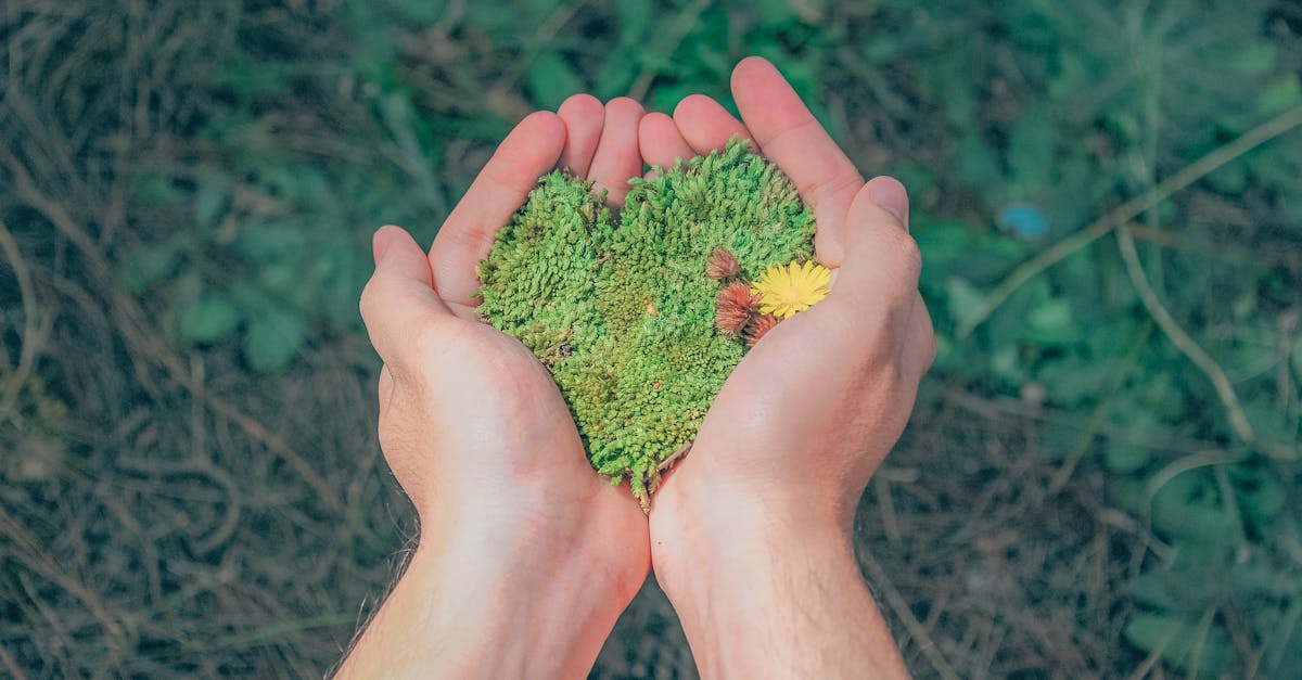 erfahren sie mehr über nachhaltigkeit und ihre bedeutung für die umwelt, wirtschaft und gesellschaft. entdecken sie strategien und lösungen für eine nachhaltige zukunft.